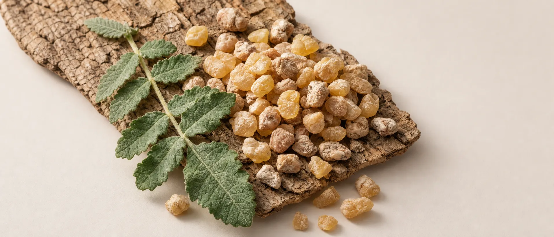 Boswellia Serrata